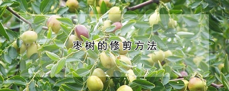 枣树的修剪方法 —【发财农业网】