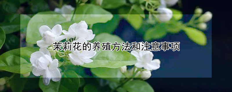 茉莉花的养殖方法和注意事项