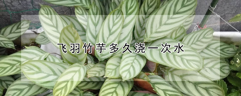 飞羽竹芋多久浇一次水