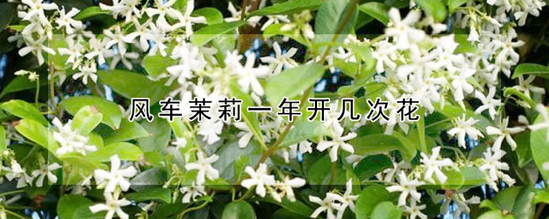 风车茉莉一年开几次花