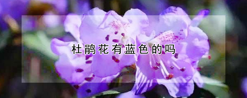 杜鹃花有蓝色的吗