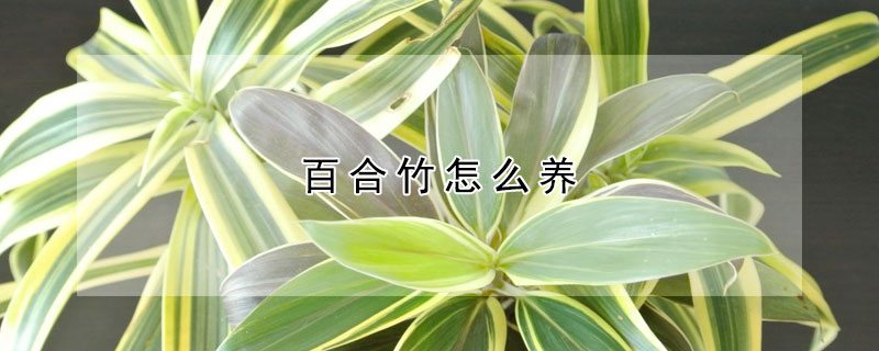 百合竹怎么养