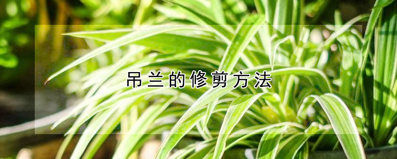 吊兰的修剪方法