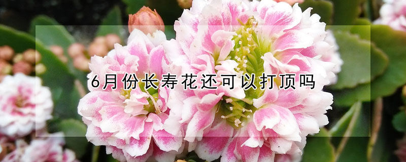 6月份长寿花还可以打顶吗