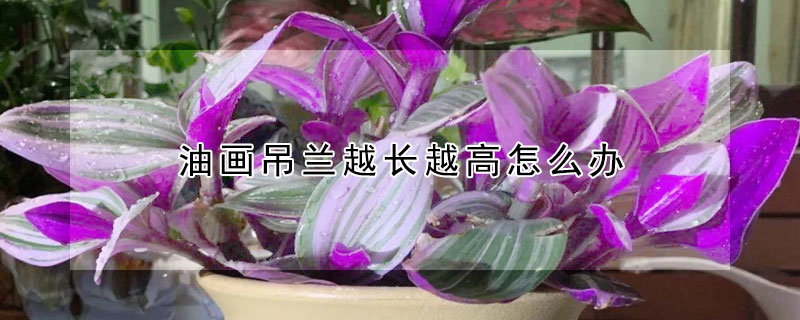 油画吊兰越长越高怎么办