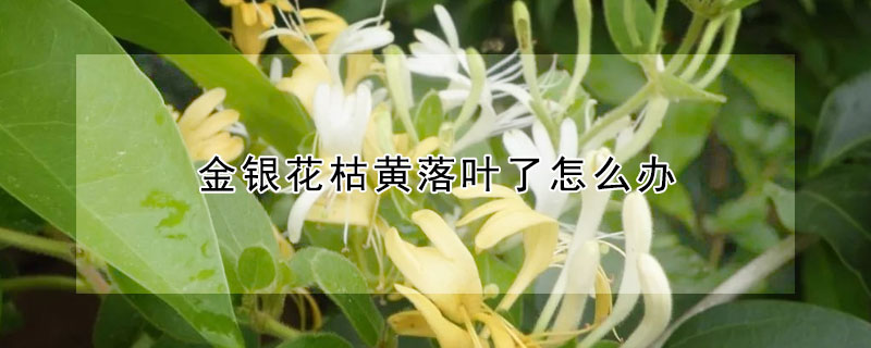 金银花枯黄落叶了怎么办