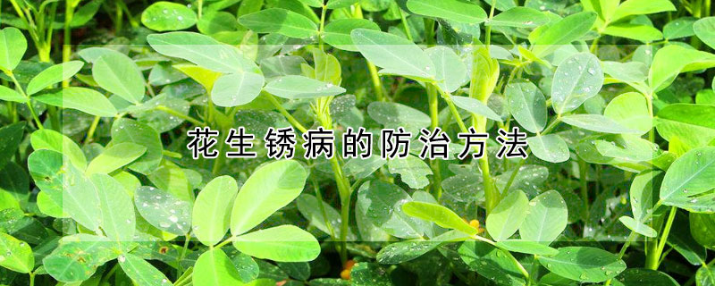 花生锈病的防治方法