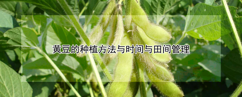 黄豆的种植方法与时间与田间管理