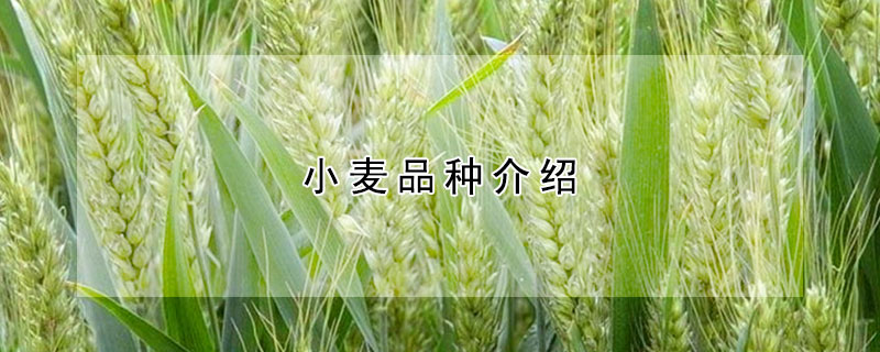 小麦品种介绍