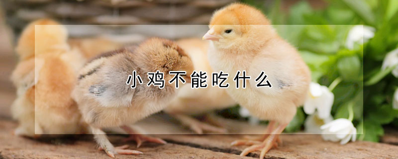 小鸡不能吃什么