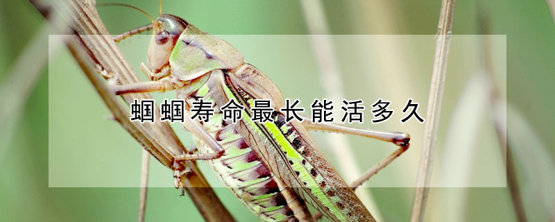 蝈蝈寿命最长能活多久