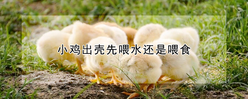 小鸡出壳先喂水还是喂食
