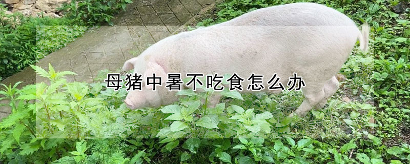 母猪中暑不吃食怎么办