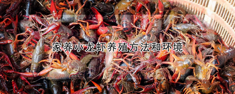 家养小龙虾养殖方法和环境
