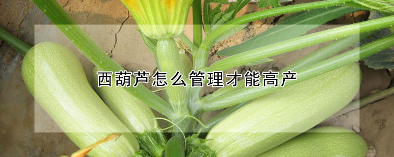 西葫芦怎么管理才能高产