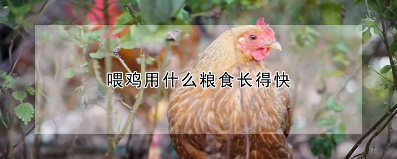 喂鸡用什么粮食长得快