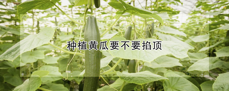 种植黄瓜要不要掐顶