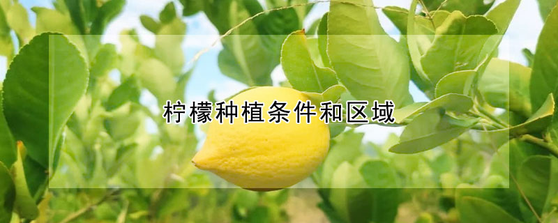 柠檬种植条件和区域