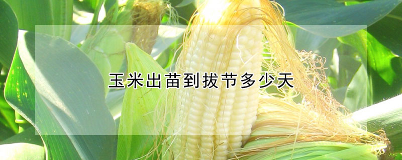 玉米出苗到拔节多少天