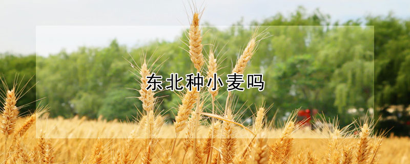 东北种小麦吗