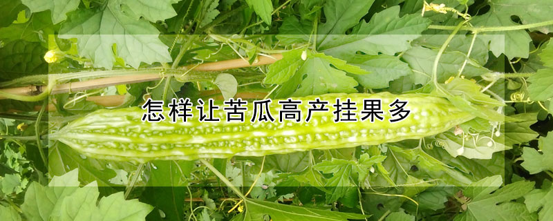 怎样让苦瓜高产挂果多