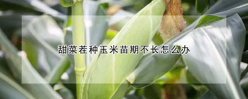 甜菜茬种玉米苗期不长怎么办