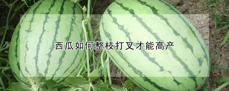 西瓜如何整枝打叉才能高产