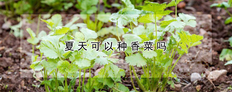 夏天可以种香菜吗