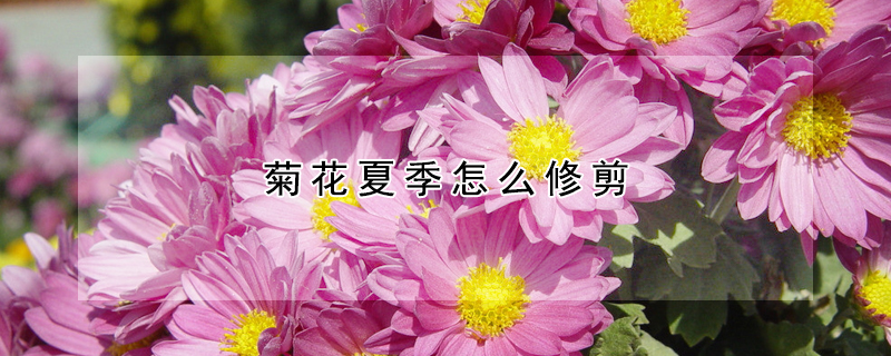 菊花夏季怎么修剪