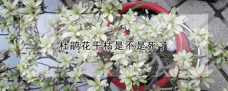 杜鹃花干枯是不是死了