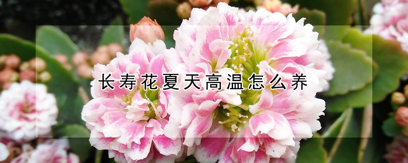 长寿花夏天高温怎么养