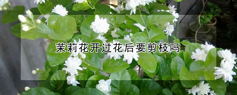 茉莉花开过花后要剪枝吗