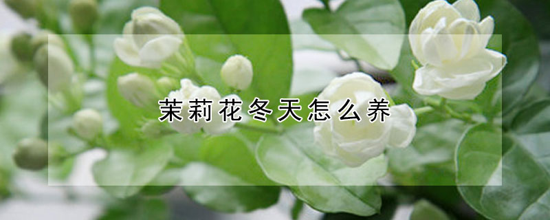 茉莉花冬天怎么养