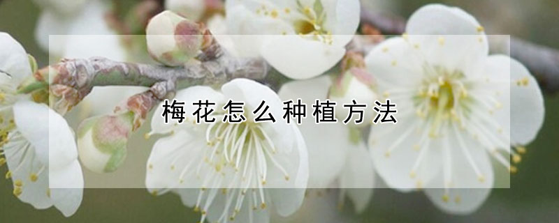 梅花怎么种植方法