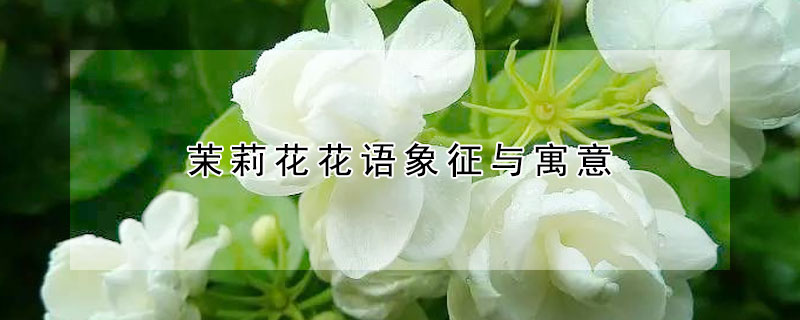 茉莉花花语象征与寓意