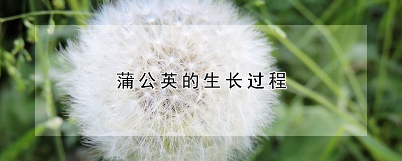 蒲公英的生长过程