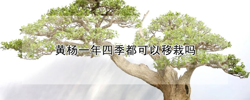 黄杨一年四季都可以移栽吗