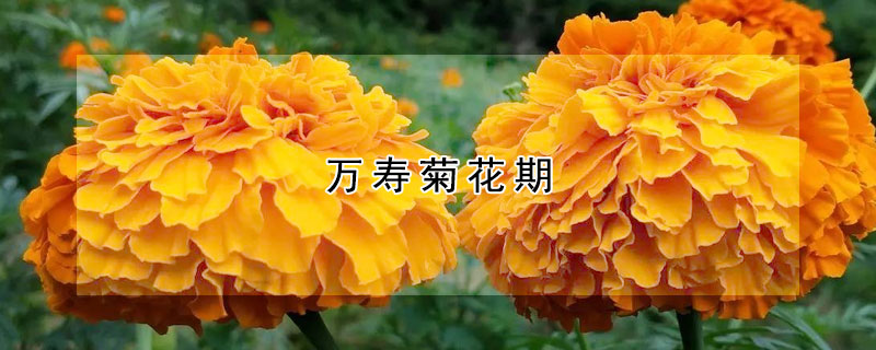 万寿菊花期