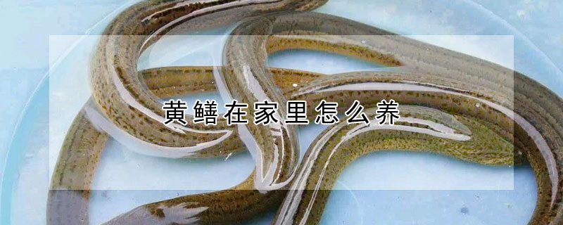 黄鳝在家里怎么养