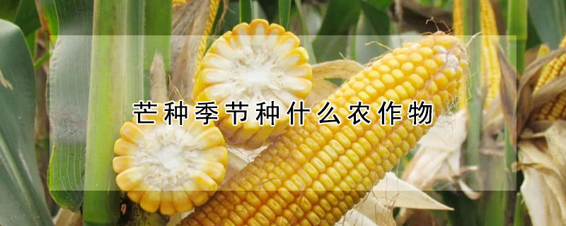 芒种季节种什么农作物