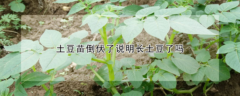 土豆苗倒伏了说明长土豆了吗