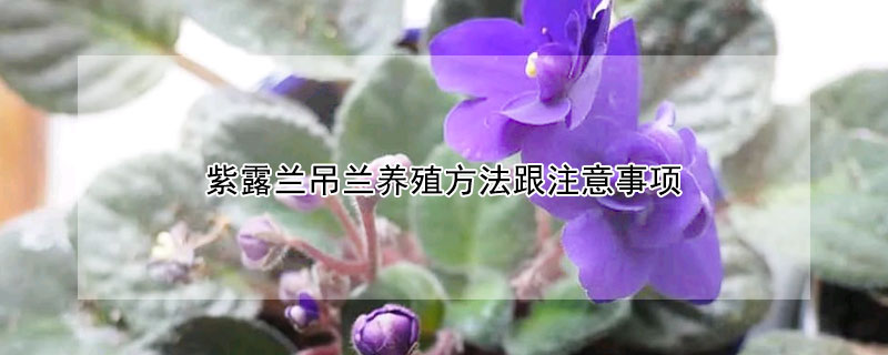 紫露兰吊兰饲养办法跟注意事项 —【发财农业网】