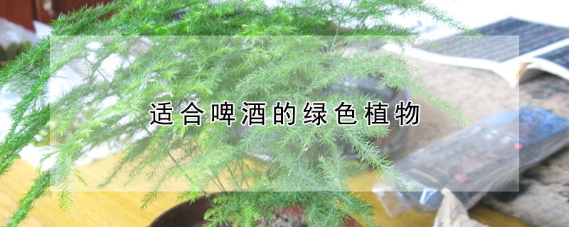 适合啤酒的绿色植物