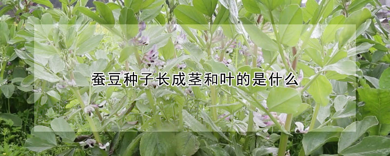 蚕豆种子长成茎和叶的是什么