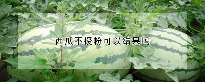 西瓜不授粉可以结果吗