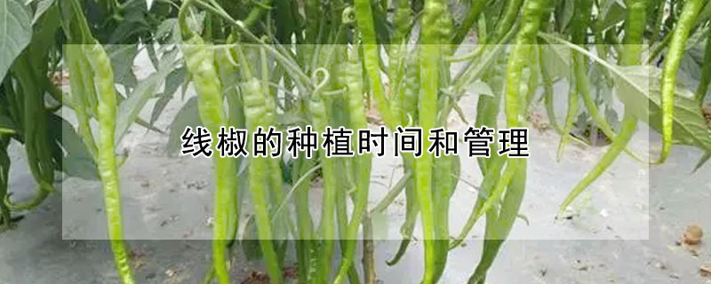 线椒的种植时间和管理