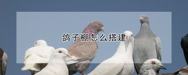 鸽子棚怎么搭建