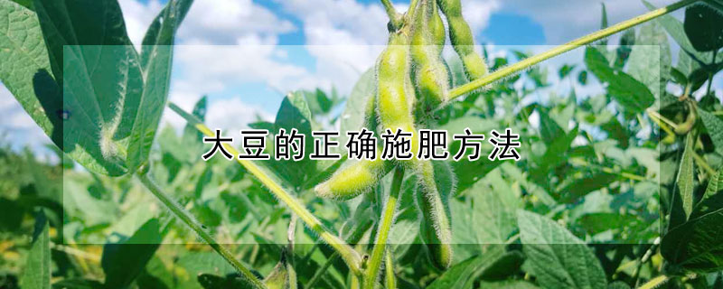 大豆的正确施肥方法