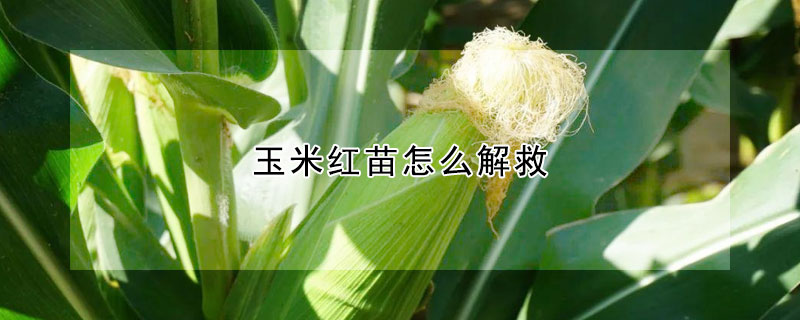 玉米红苗怎么解救