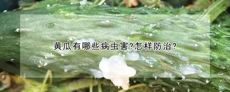 黄瓜有哪些病虫害?怎样防治?